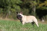 BOULEDOGUE FRANCAIS 622